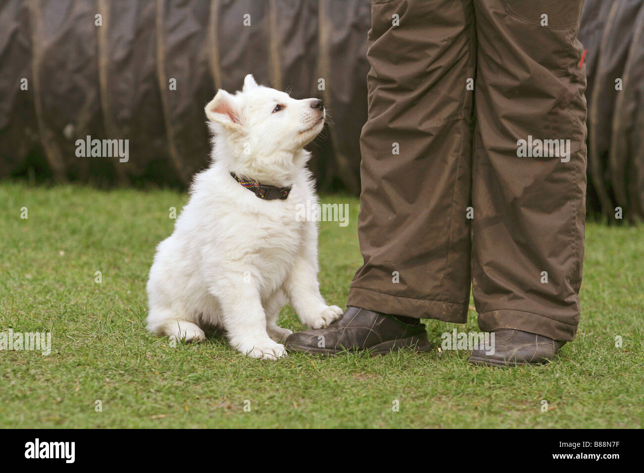 American canadian white shepherd hires stock photography and images Alamy