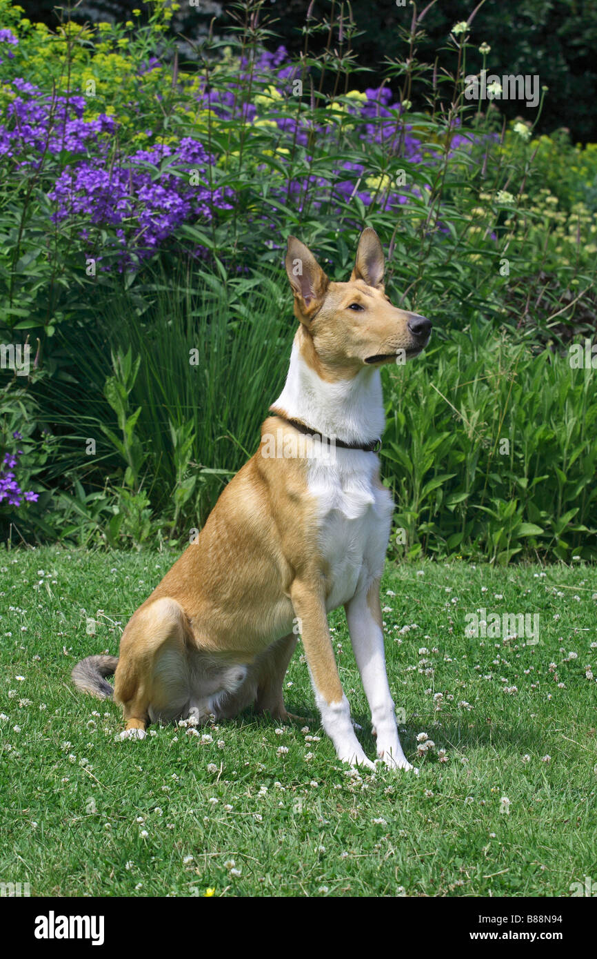 Smooth Collie dog sitting on meadow Stock Photo
