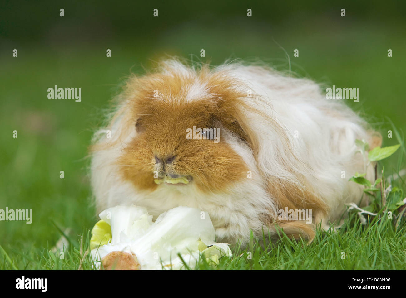 Peruvian guinea pig - munching salad Stock Photo - Alamy