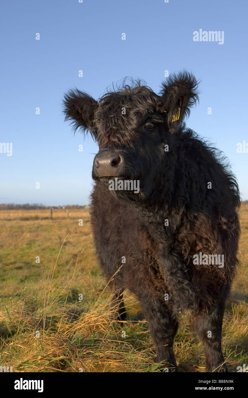 Galloway cattle - standing on meadow Stock Photo - Alamy