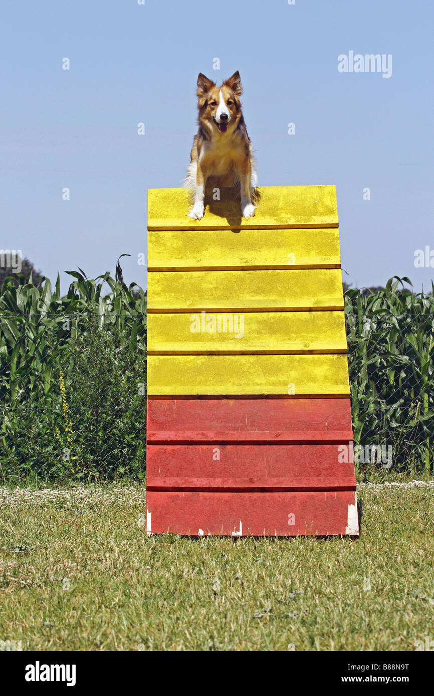 Dog climbing hires stock photography and images Alamy