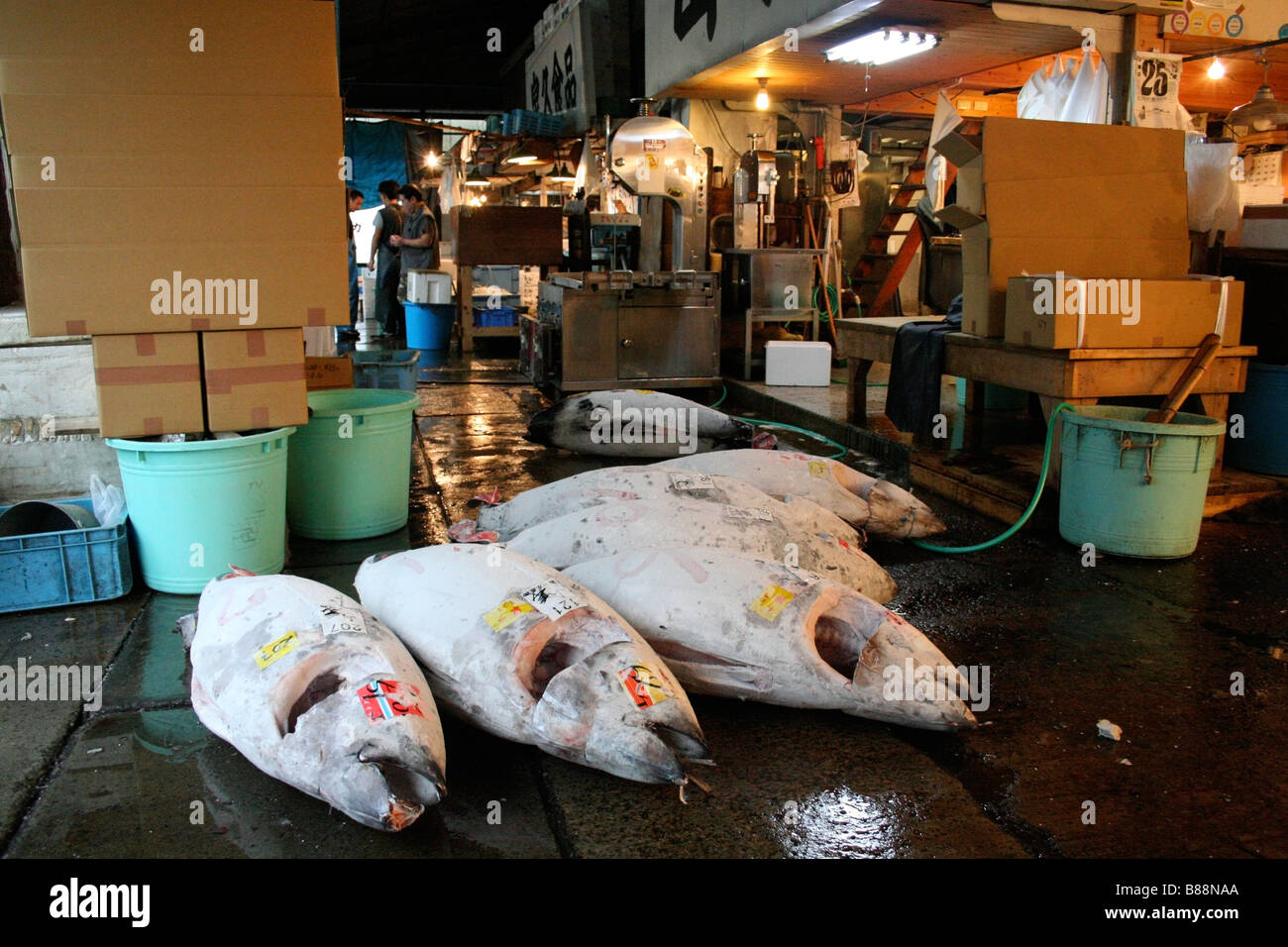 Frozen tuna at Tsukiji fish market, Tokyo Stock Photo - Alamy