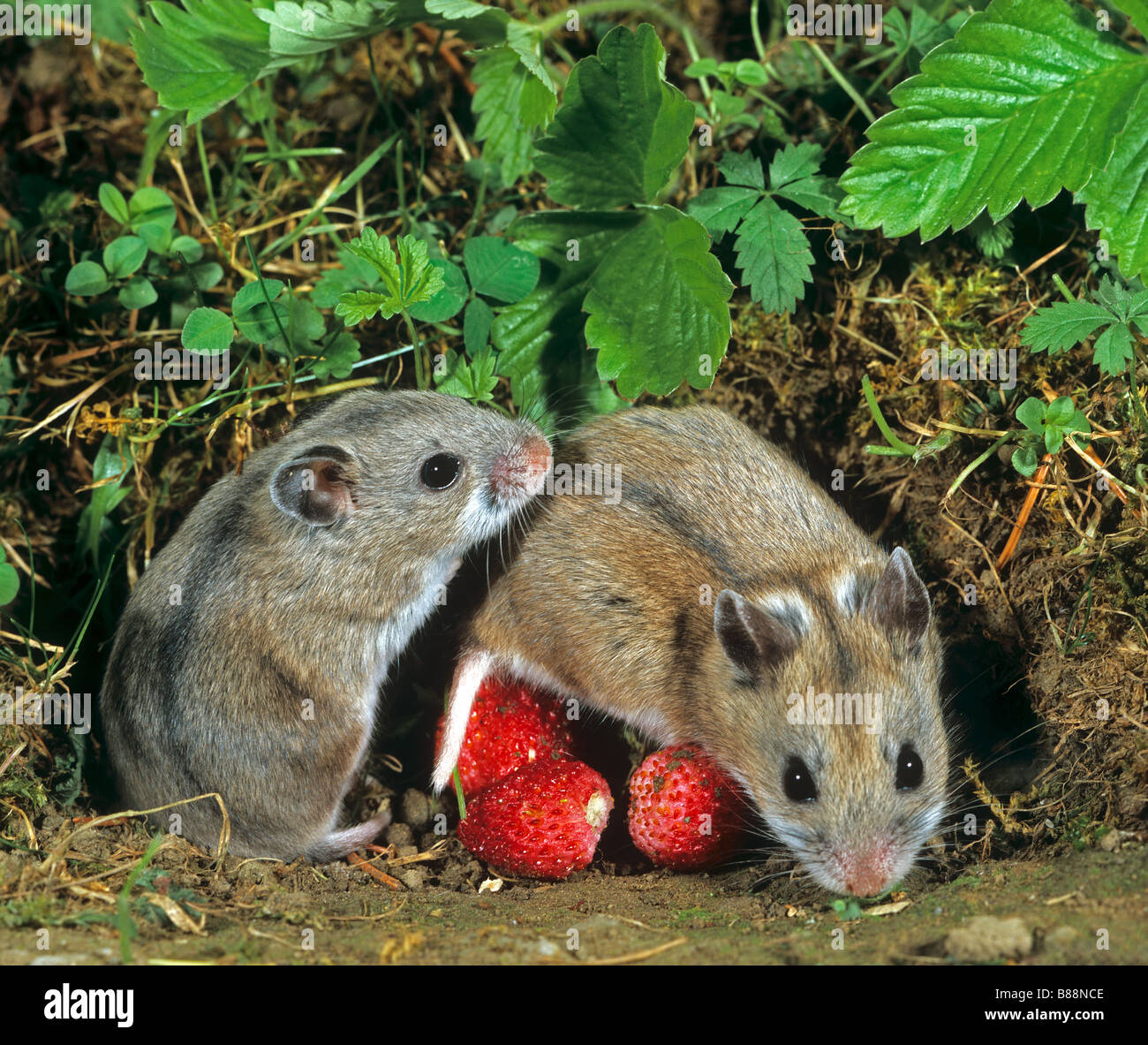 Chinese hamster cricetulus griseus pet hires stock photography and
