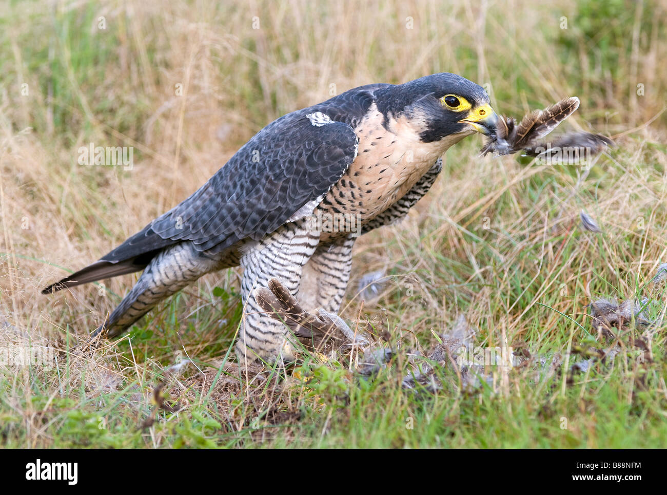 Peregrine falcon with prey / Falco peregrinus Stock Photo - Alamy