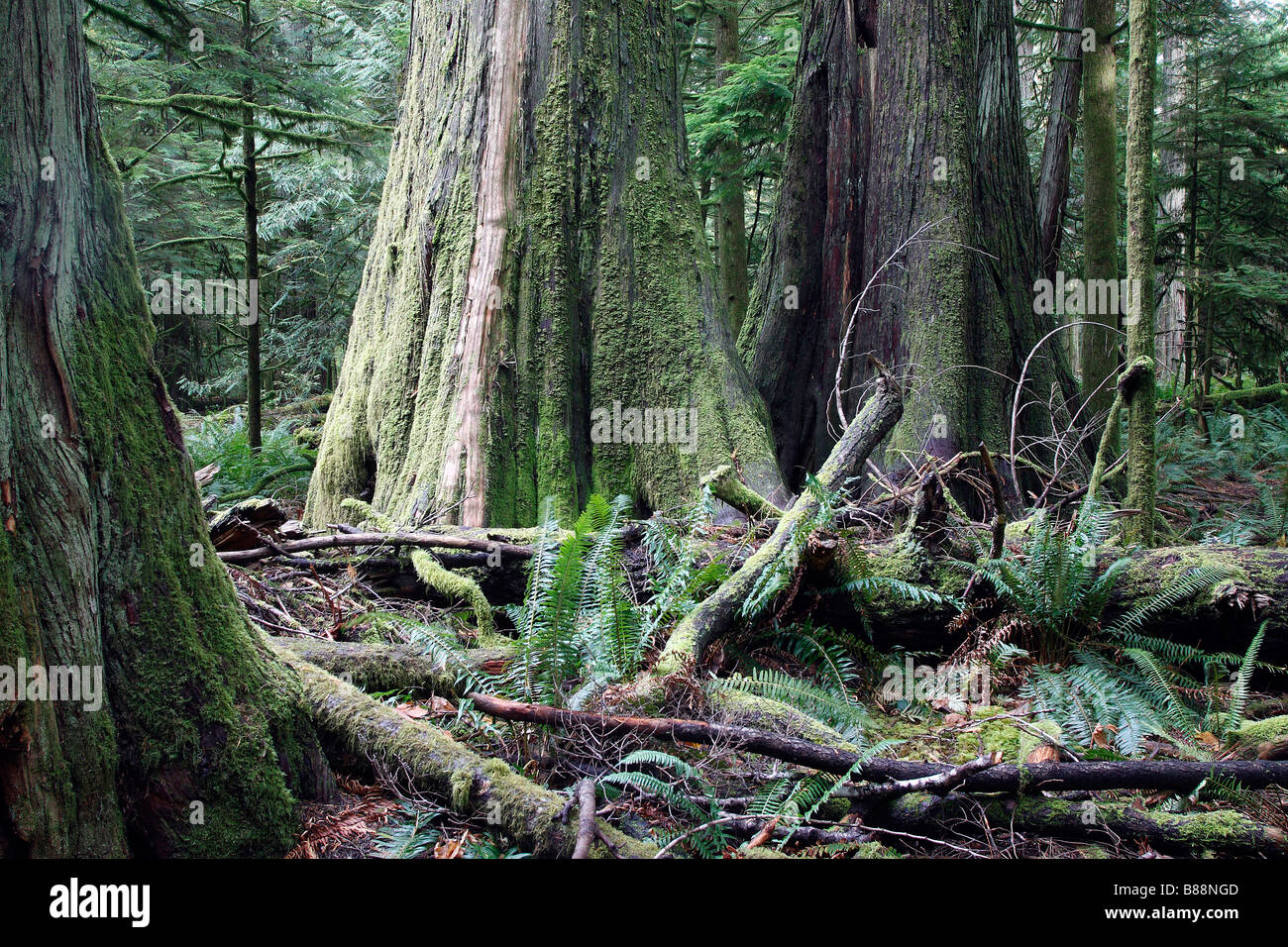 Temperate rain forest, Cathedral Grove, British Columbia Stock Photo