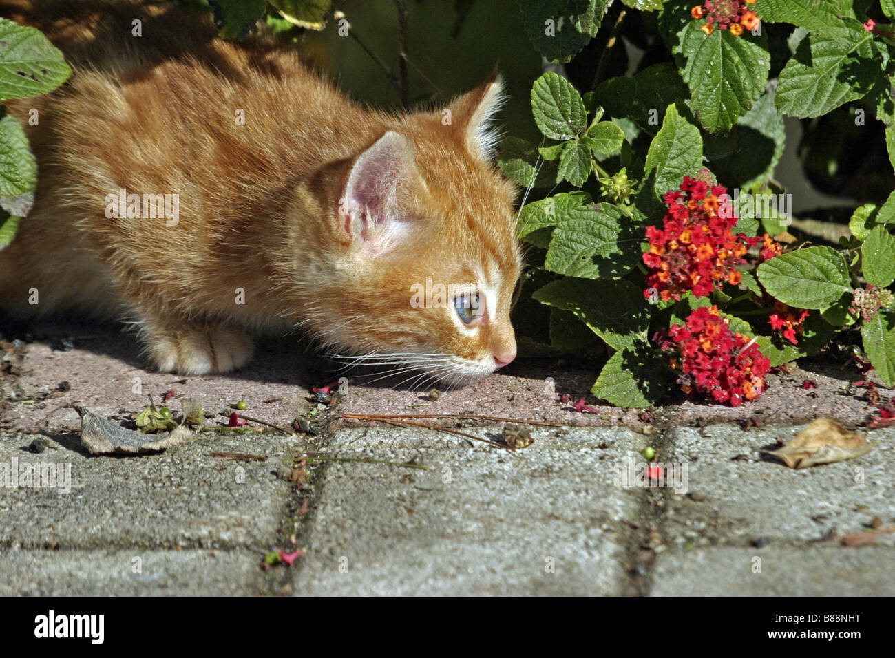 white cat Stock Photo