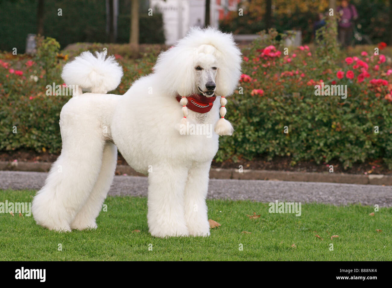 pictures of giant poodles