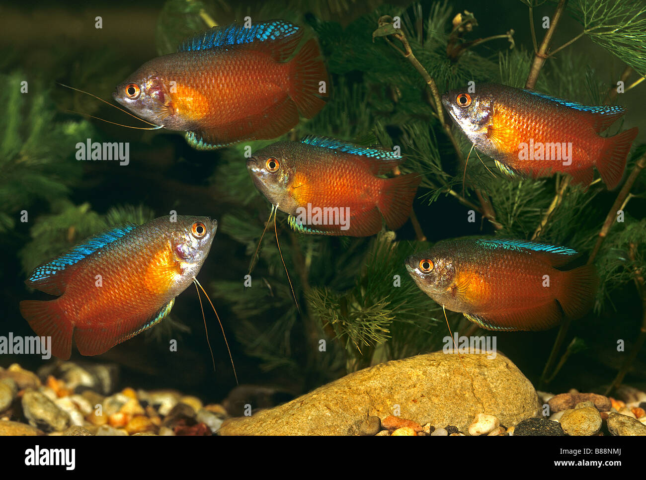 five dwarf gouramis in Aquarium / Colisa lalia Stock Photo