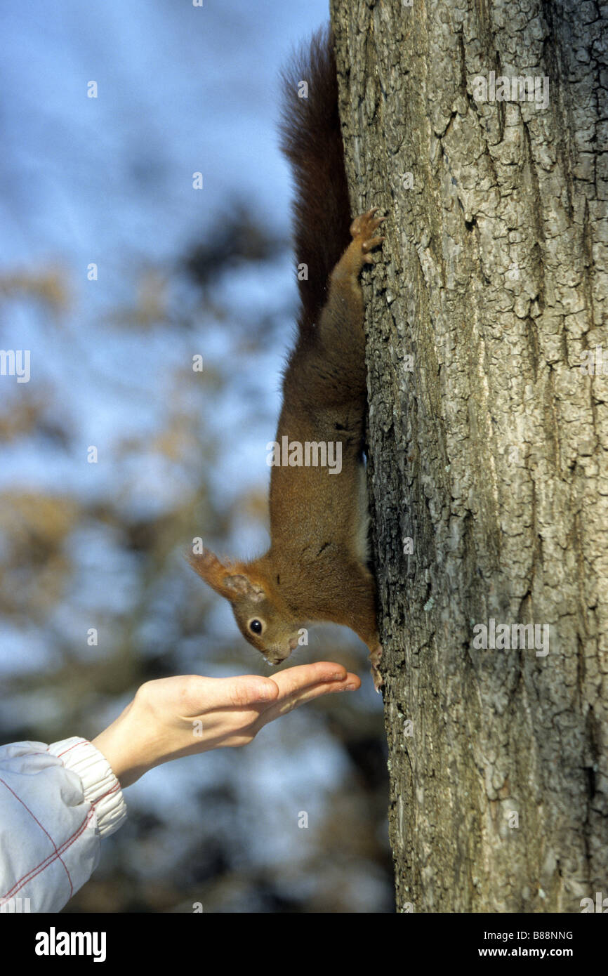 Red Squirrel (Sciurus vulgaris), headlong on tree trunk while feeding from a human hand Stock Photo