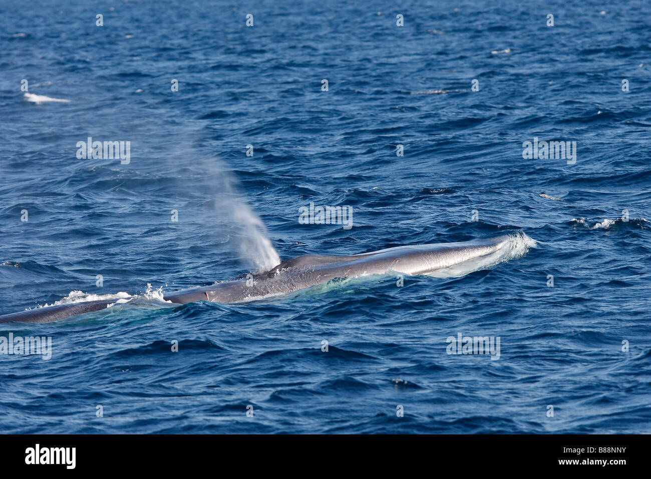 Fin Whale, Finback Whale, Common Rorqual (Balaenoptera physalus), adult at surface, blowing Stock Photo