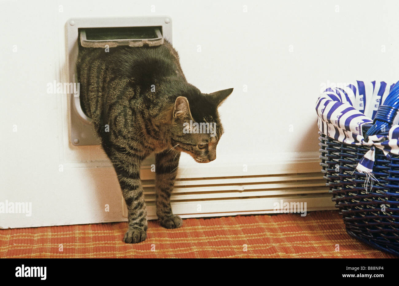 domestic cat in catflap Stock Photo