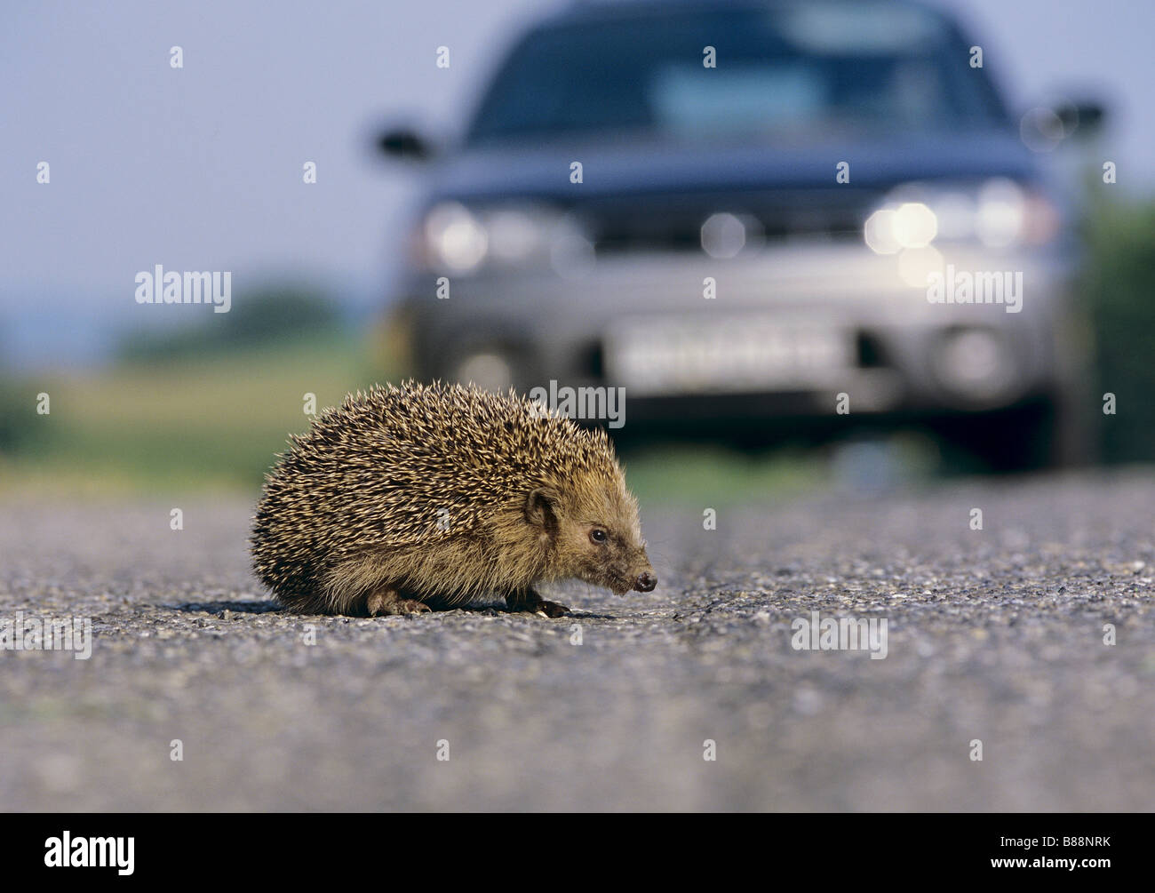 Common Hedgehog (Erinaceus europaeus) crossing road Stock Photo Alamy