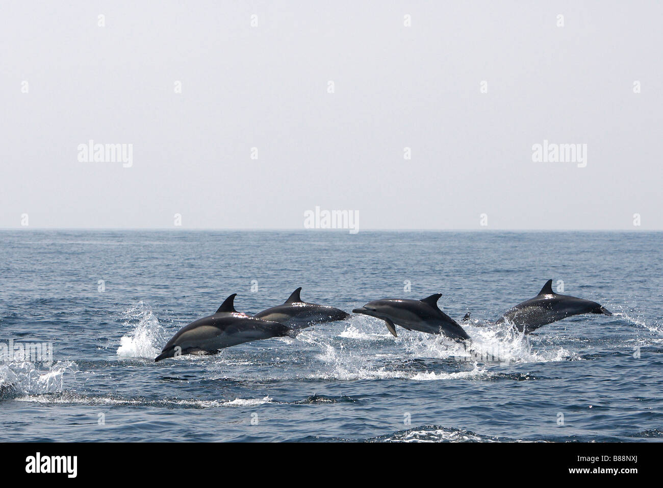 Common Dolphin, Short-beaked Common Dolphin (Delphinus delphis). School breaching in the Strait of Gibraltar Stock Photo