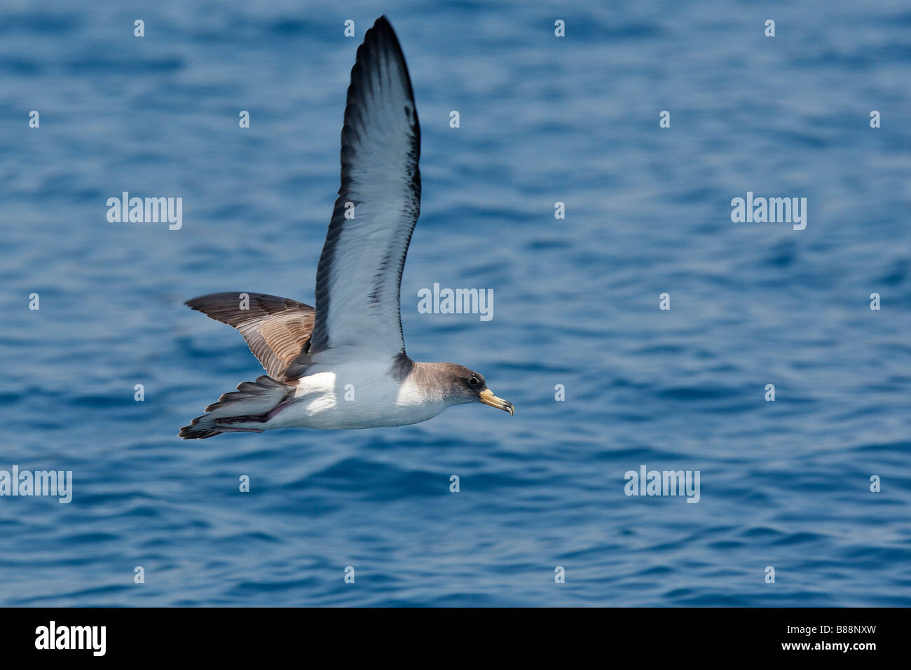 Corys Shearwater (Calonectris diomedea, Puffinus diomedea) in flight above the Strait of Gibraltar Stock Photo
