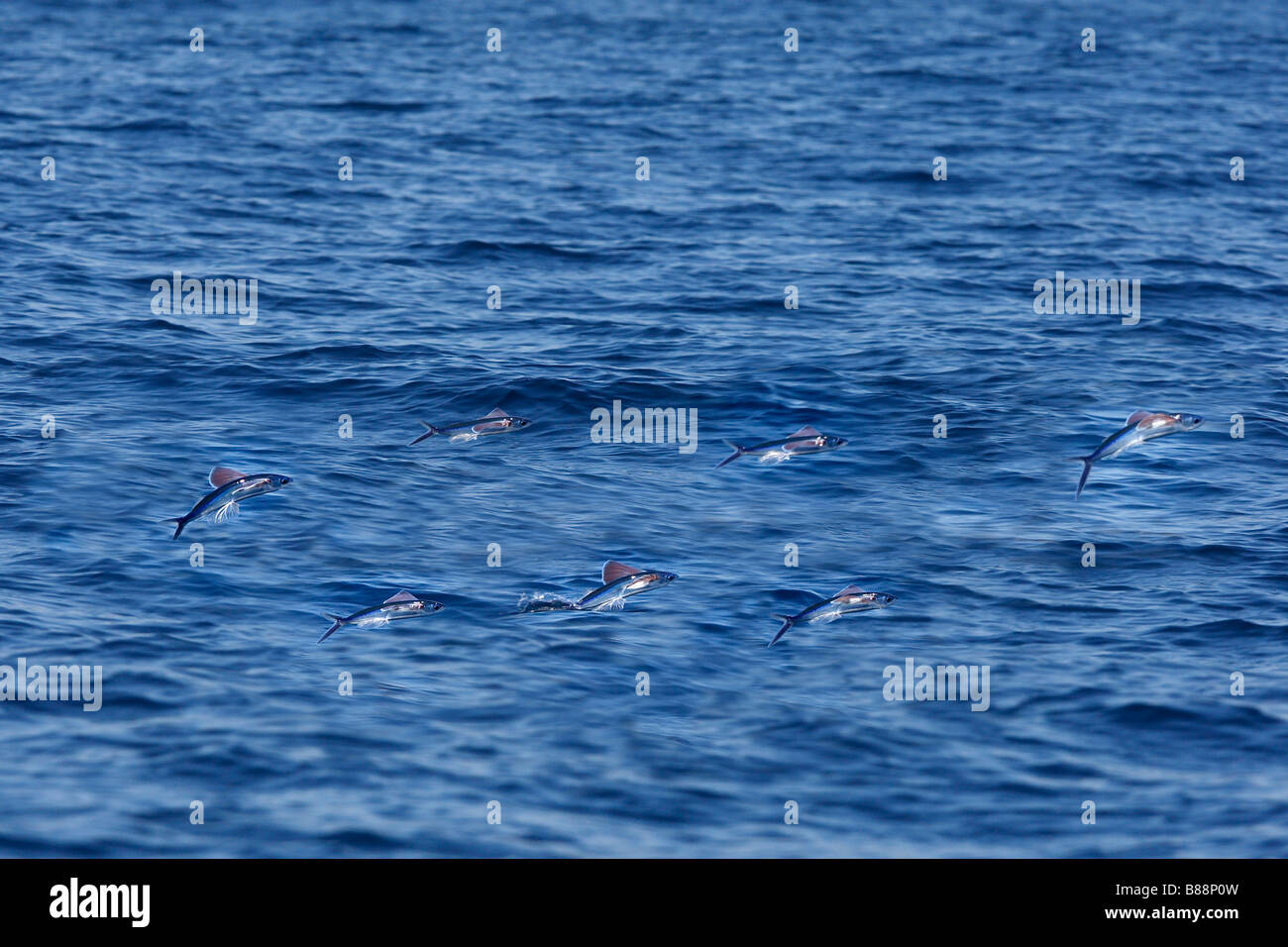 Flying Fish (Exocoetus volitans). Uses large pectoral fins to glide in air Stock Photo