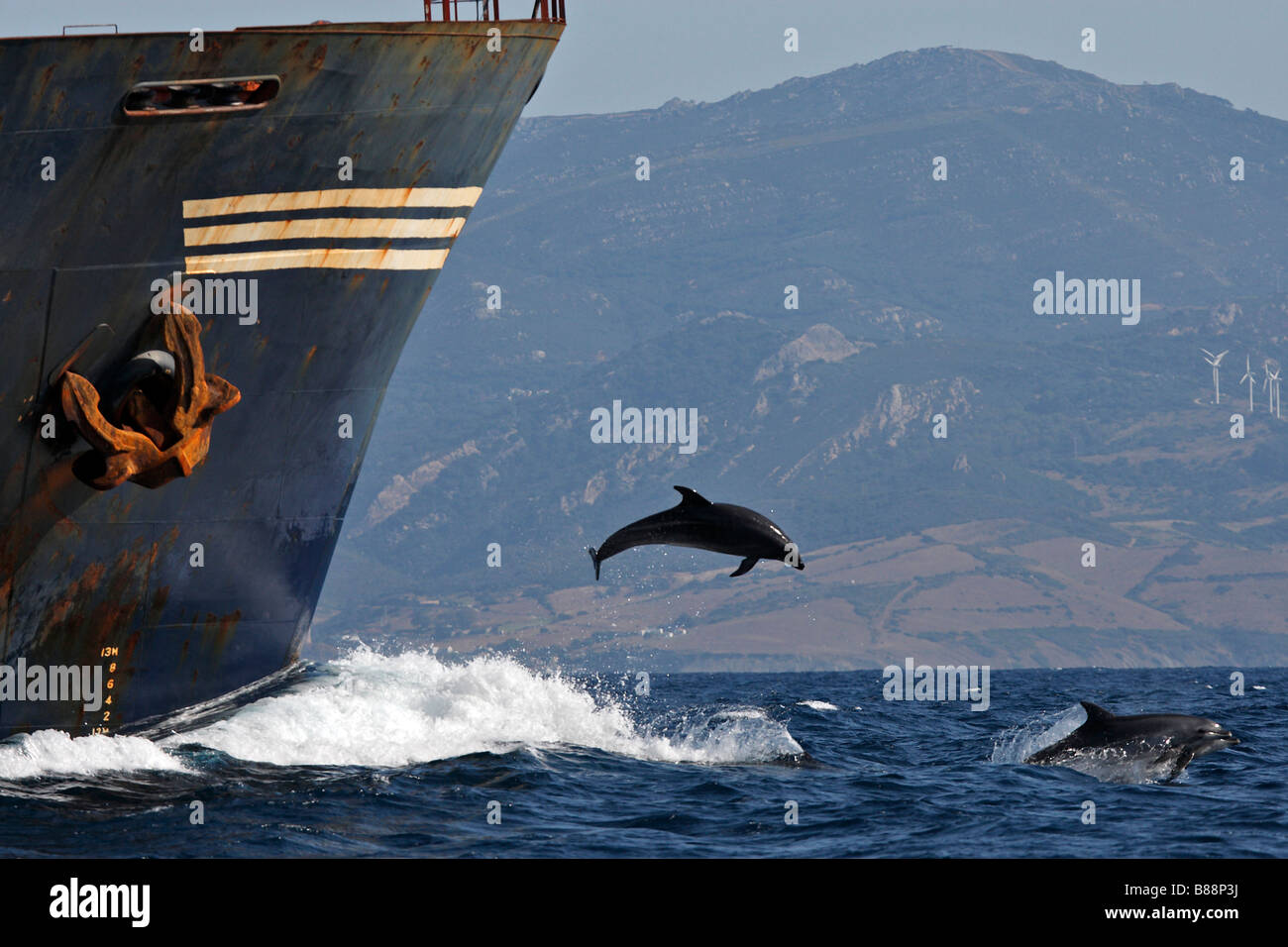 Bottlenose Dolphin (Tursiops truncatus). Two individuals jumping in front of a ship in the Strait of Gibraltar Stock Photo