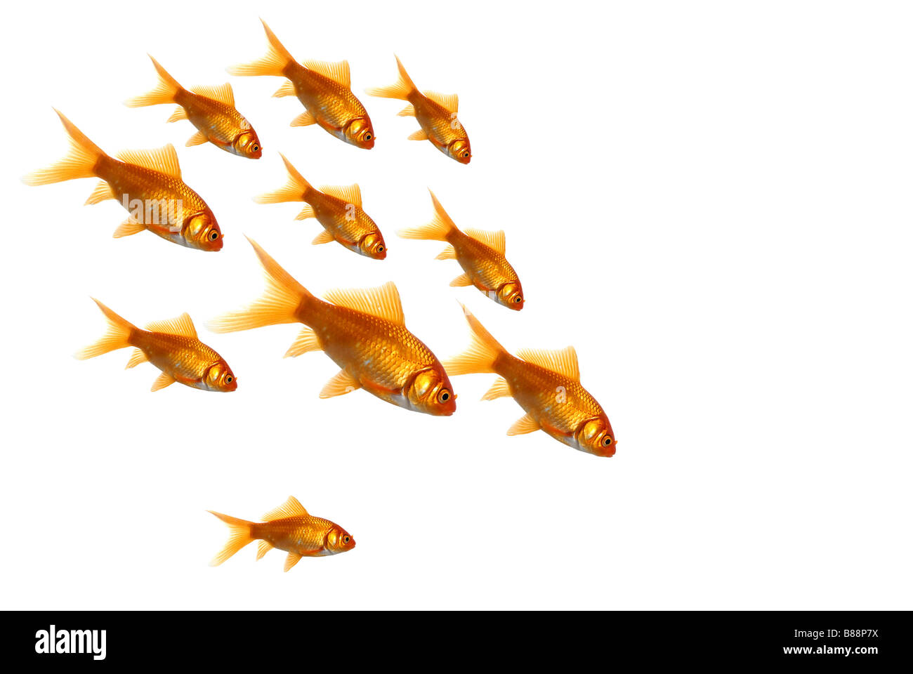 pack of goldfish swimming to one point Stock Photo - Alamy