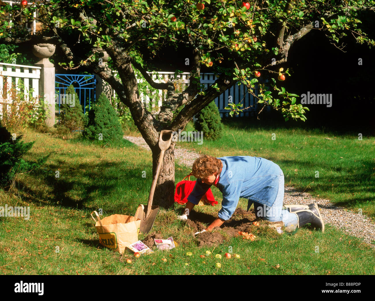 Woman planting bulbs under apple tree in garden at summer house in
