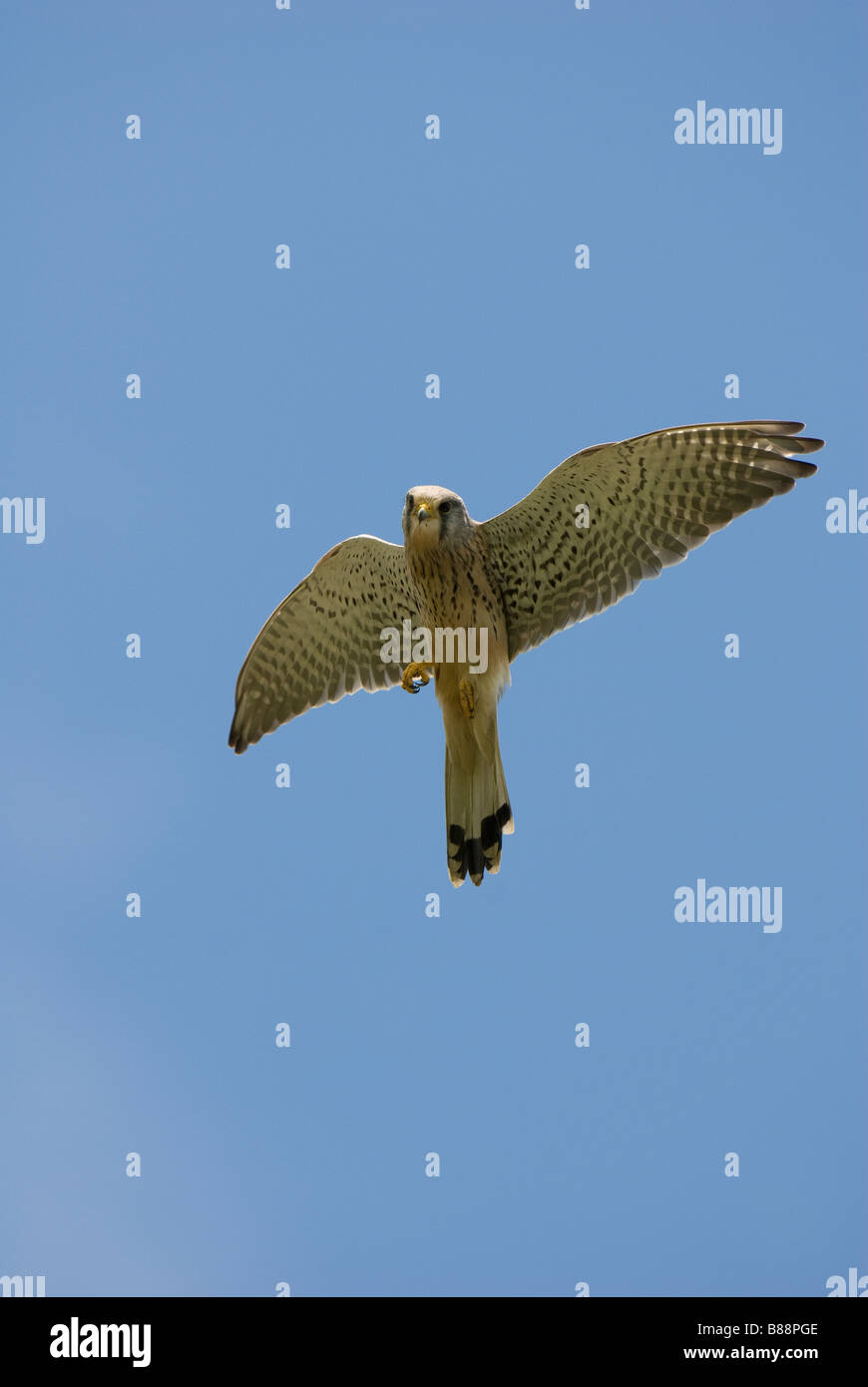 Kestrel in flight Stock Photo