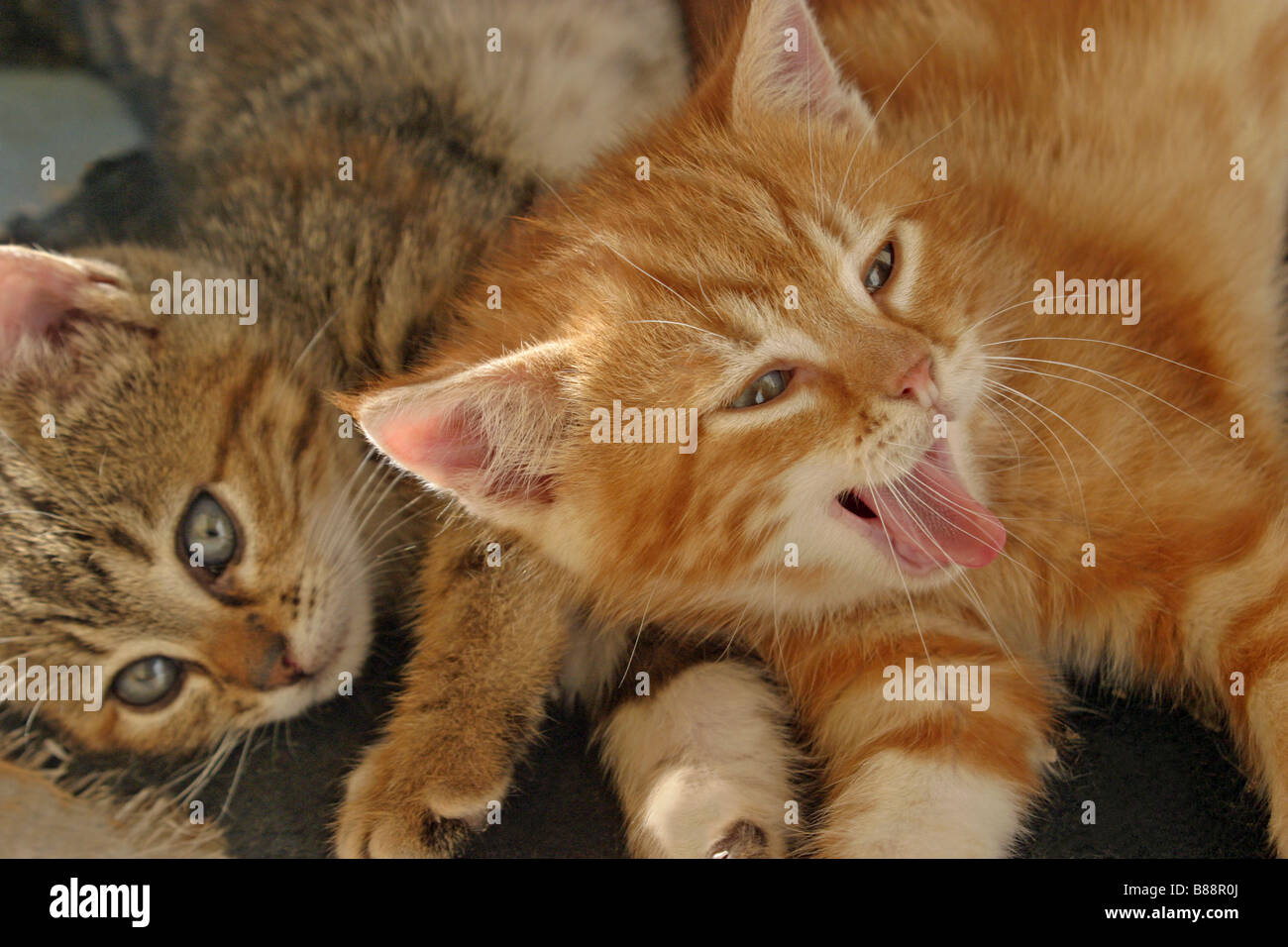 kittens playing Stock Photo