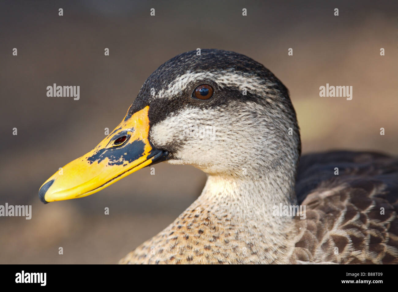 a-photo-of-a-picture-of-a-duck-stock-photo-alamy