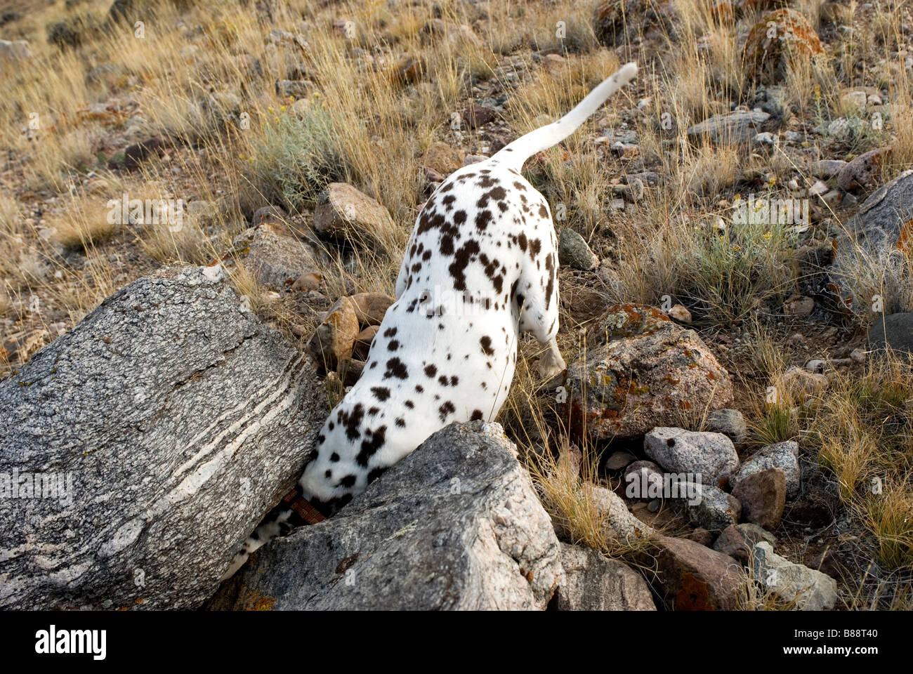 dalmatian hunting