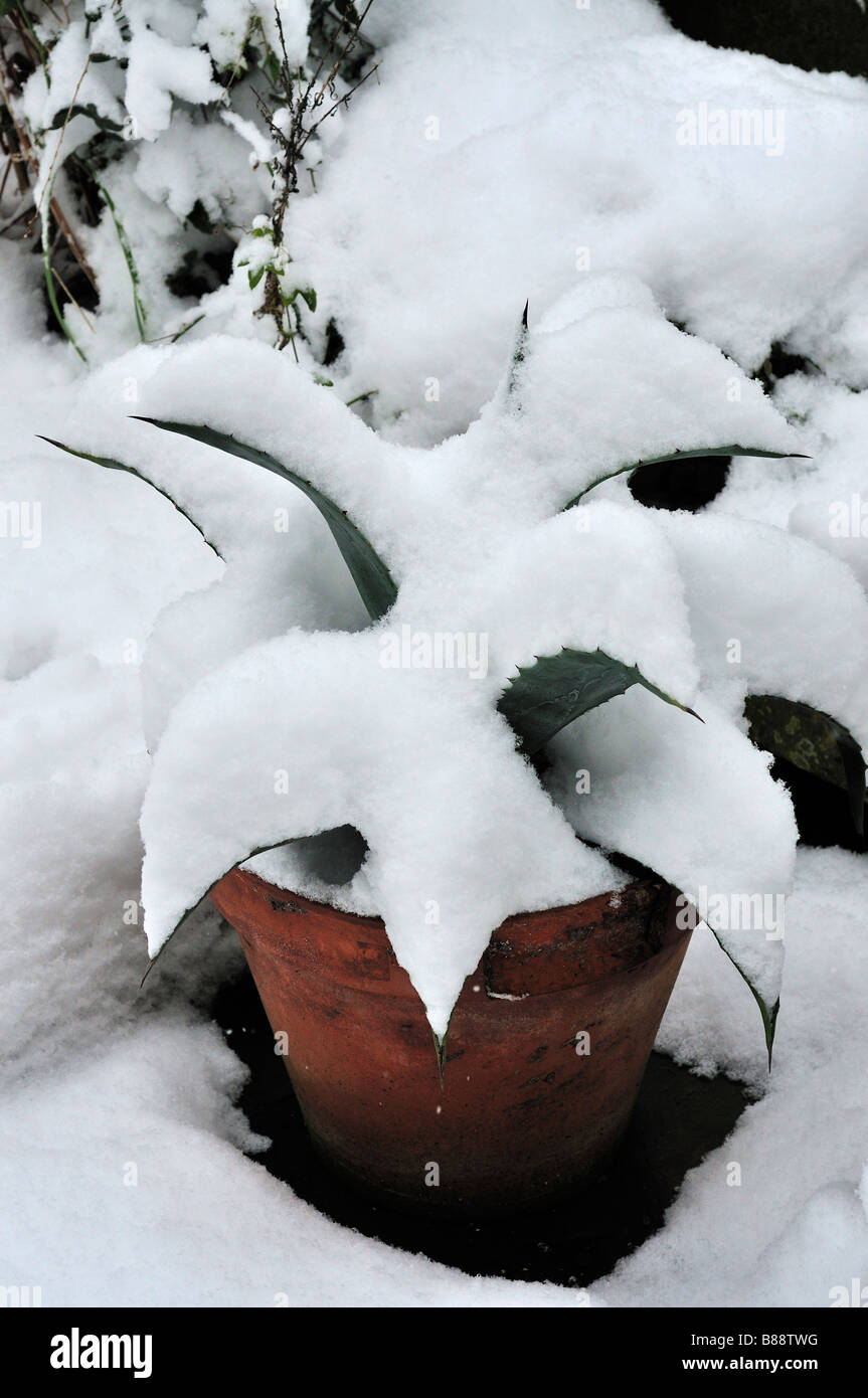 magnificum anthurium Anthurium magnificum/'Silver Blush' x aff. besseae