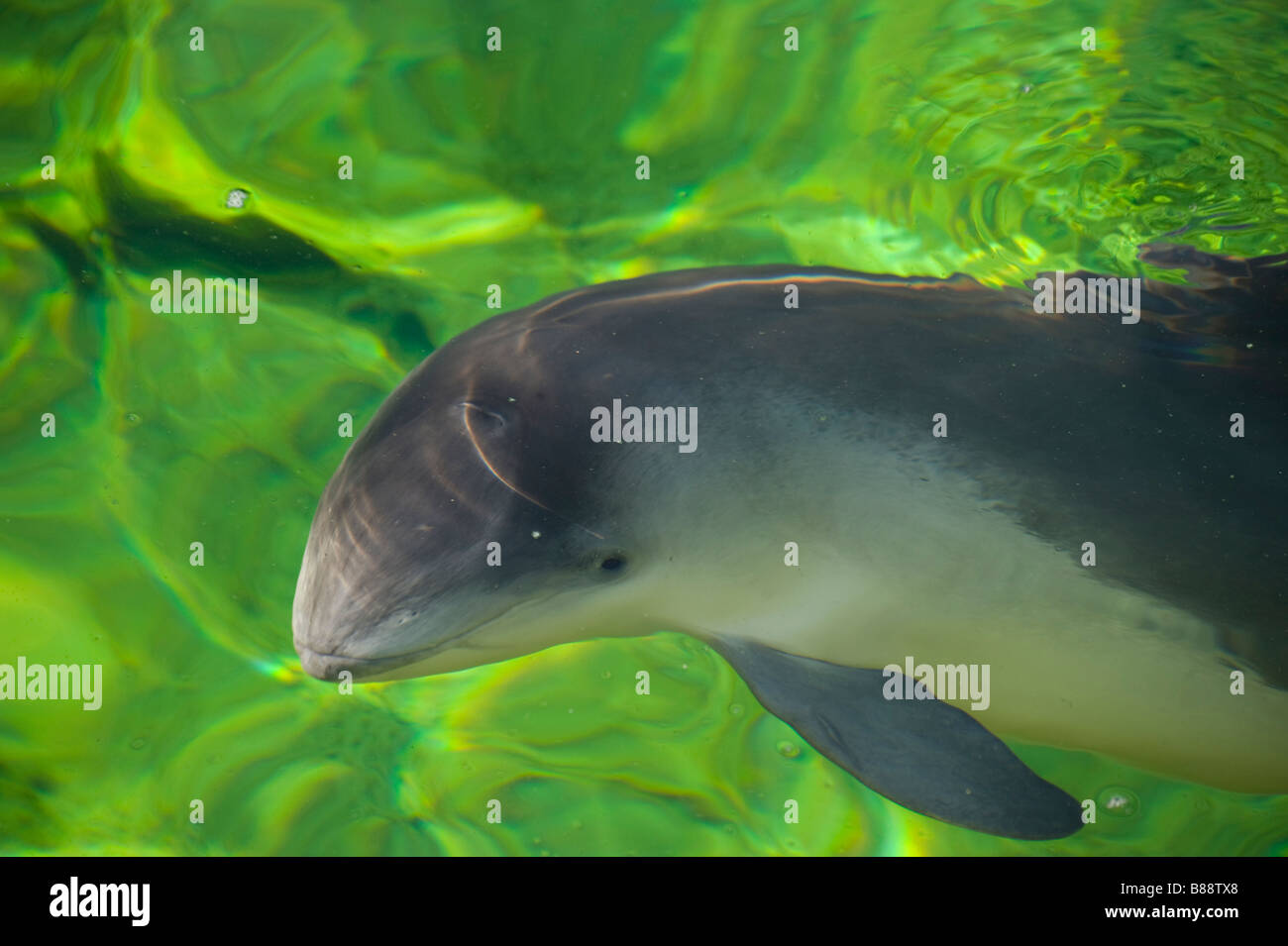 A Common Porpoise in green water Stock Photo - Alamy