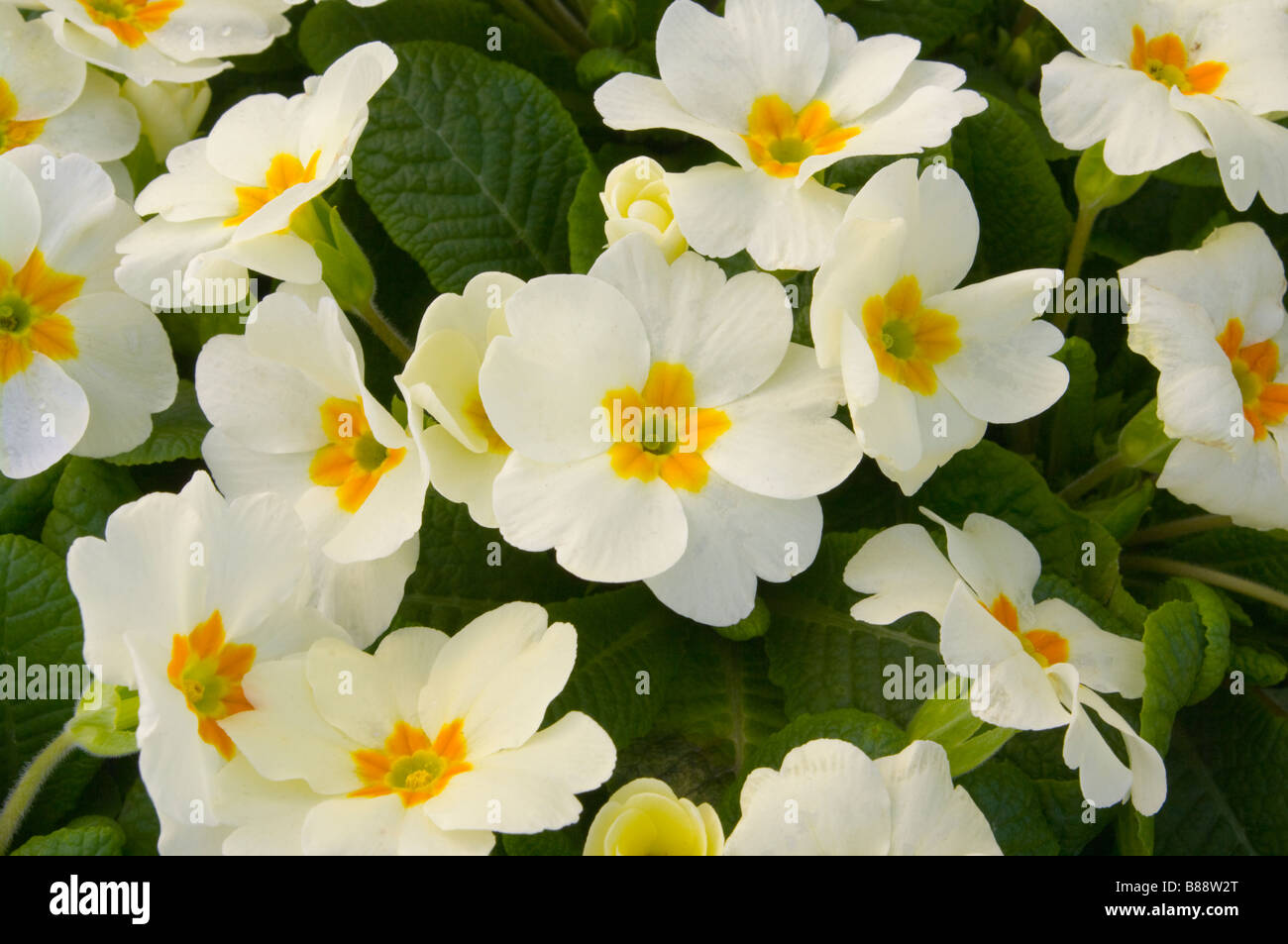 Primrose Gemini White Cream Latin Name 'Primula Acaulis' primroses Stock Photo