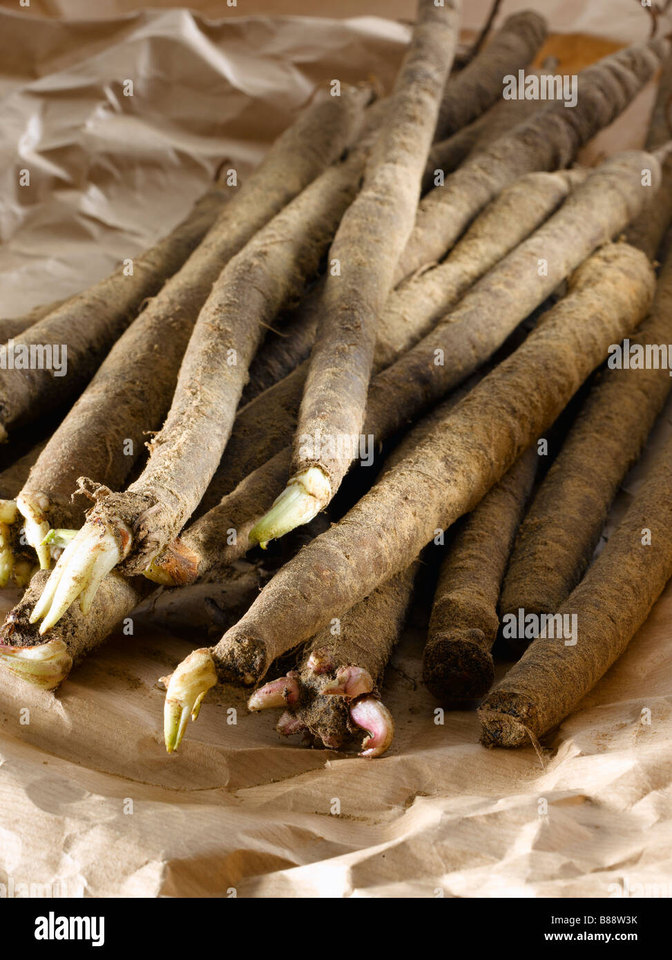 Salsify Root Vegetable Oyster Plant Stock Photo Alamy