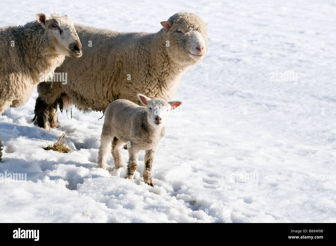 A lamb and two grownup sheep in the snow in the Dales Stock Photo