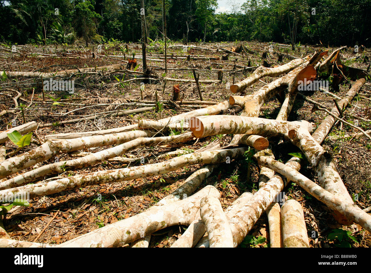 Rainforest cleared slash burn agriculture hires stock photography and