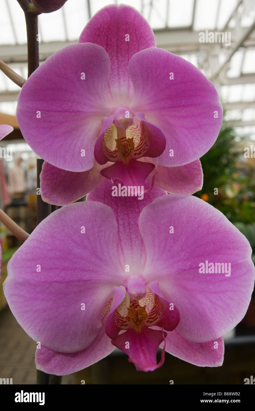 Moth Orchid Latin Name 'Phalaenopsis' Lilac Purple Orchids Stock Photo