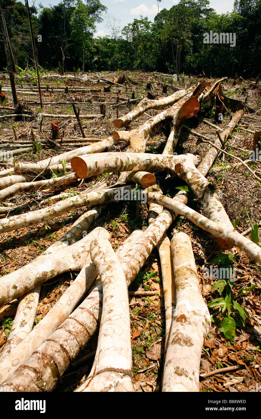 Rainforest cleared for slash and burn agriculture in Loreto Province, Peru Stock Photo