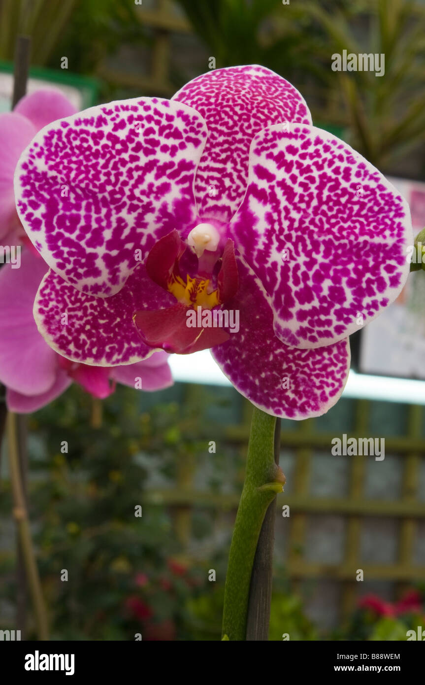Moth Orchid Latin Name 'Phalaenopsis' Phal Lilac Purple Orchids Stock Photo