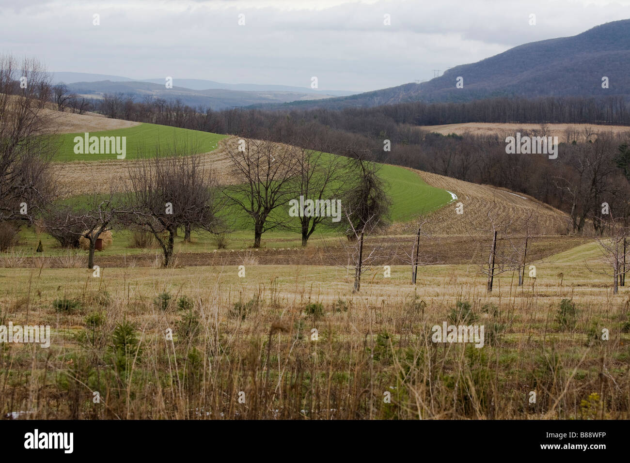 Fruit tree orchards hires stock photography and images Alamy