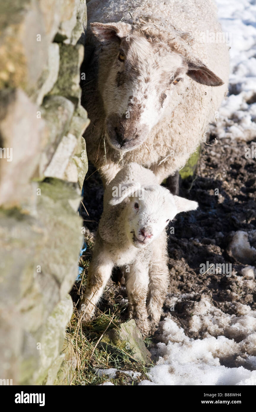 A tiny lamb with mom next to a wall in the Dales, North Yorkshire Stock ...