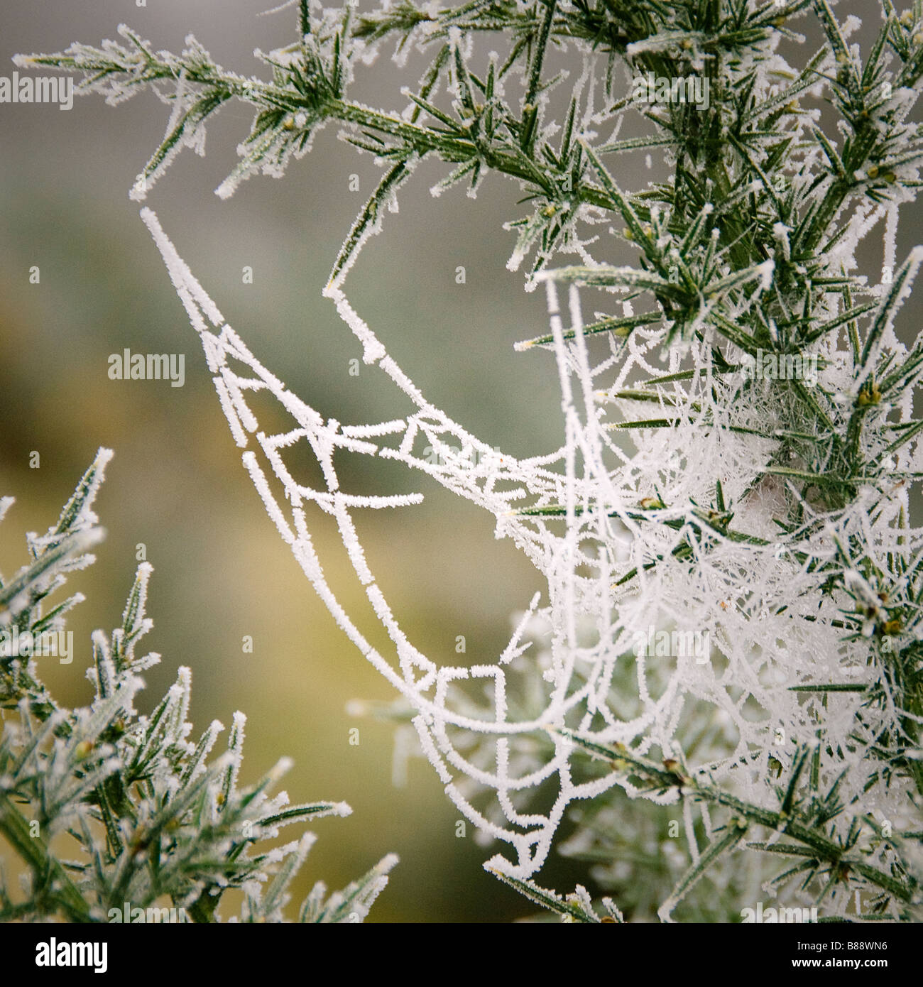 Spiders web in the frost Stock Photo - Alamy