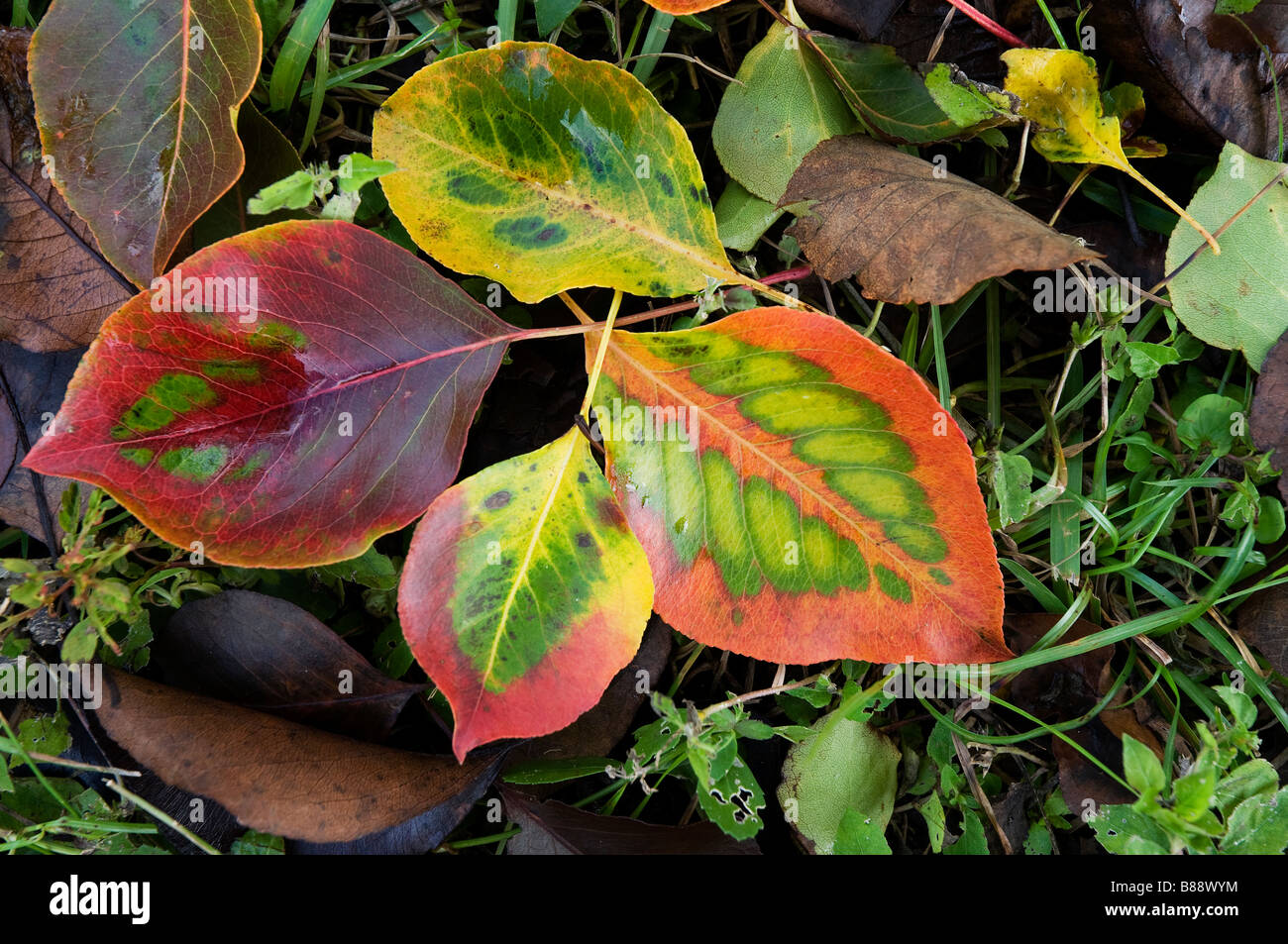 Bradford Pear Tree Autumn High Resolution Stock Photography And Images Alamy
