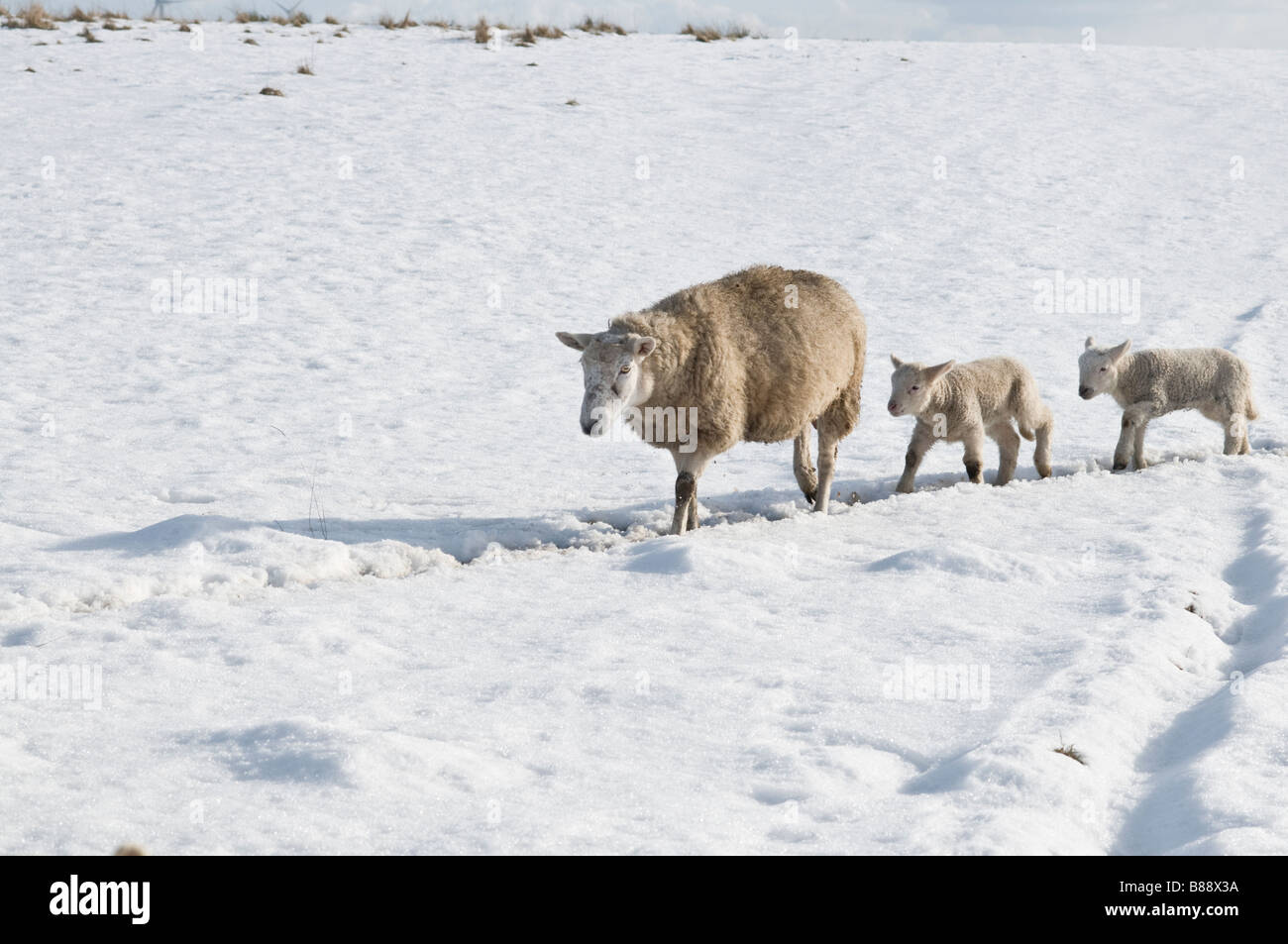 A mummy sheep with two small lambs in the snow Stock Photo