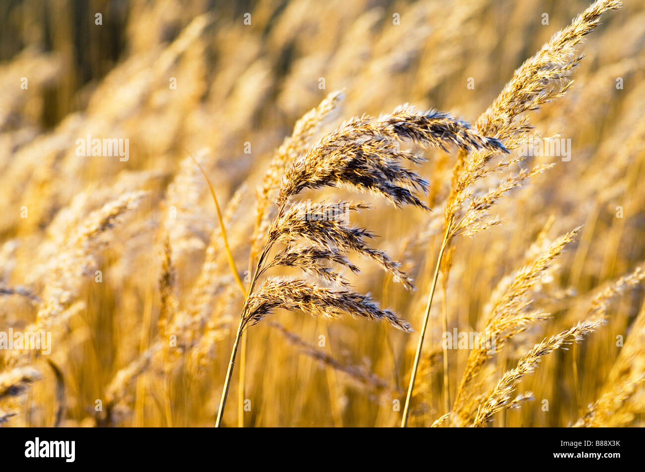 Single Pond Reed Pond and golden grasses hi-res stock photography and images - Alamy