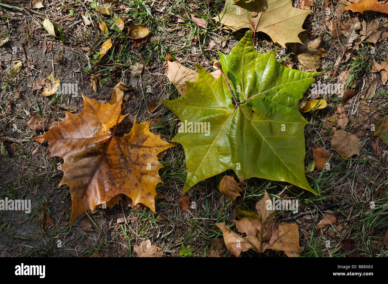 fall leaves of Sycamore tree on ground At Kanapaha Botanical Gardens ...