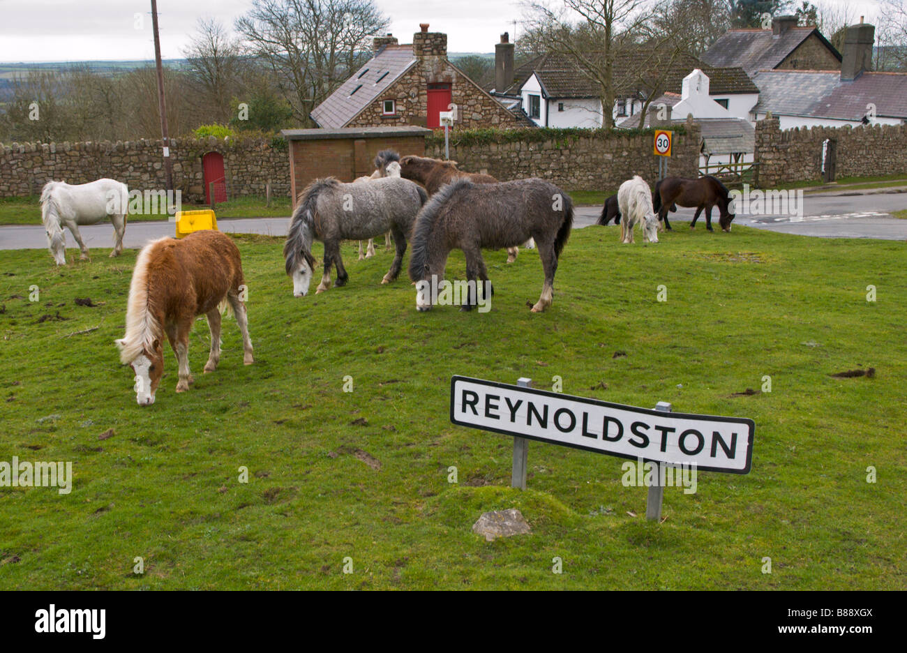 Wild horses graze freely on the roadside verge at Reynoldston Gower near Swansea South Wales UK Stock Photo
