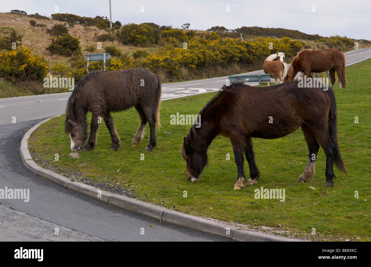 Wild horses graze freely on the roadside verge at Reynoldston Gower near Swansea South Wales UK Stock Photo