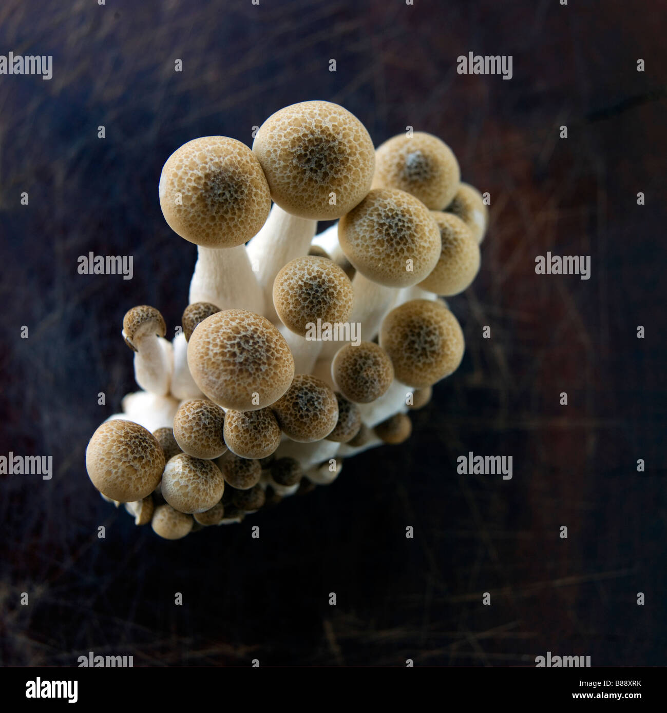 Shimeji mushroom cluster on wooden background Stock Photo