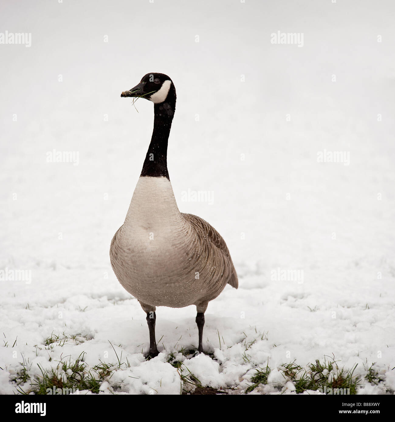 Canada goose winter hi res stock photography and images Alamy