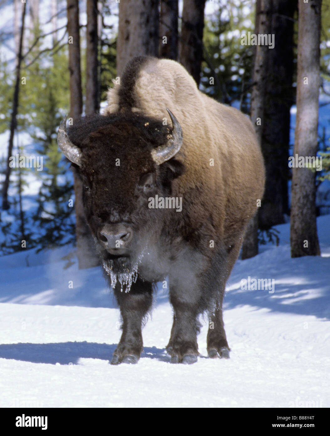 Respiration in cold hi-res stock photography and images - Alamy