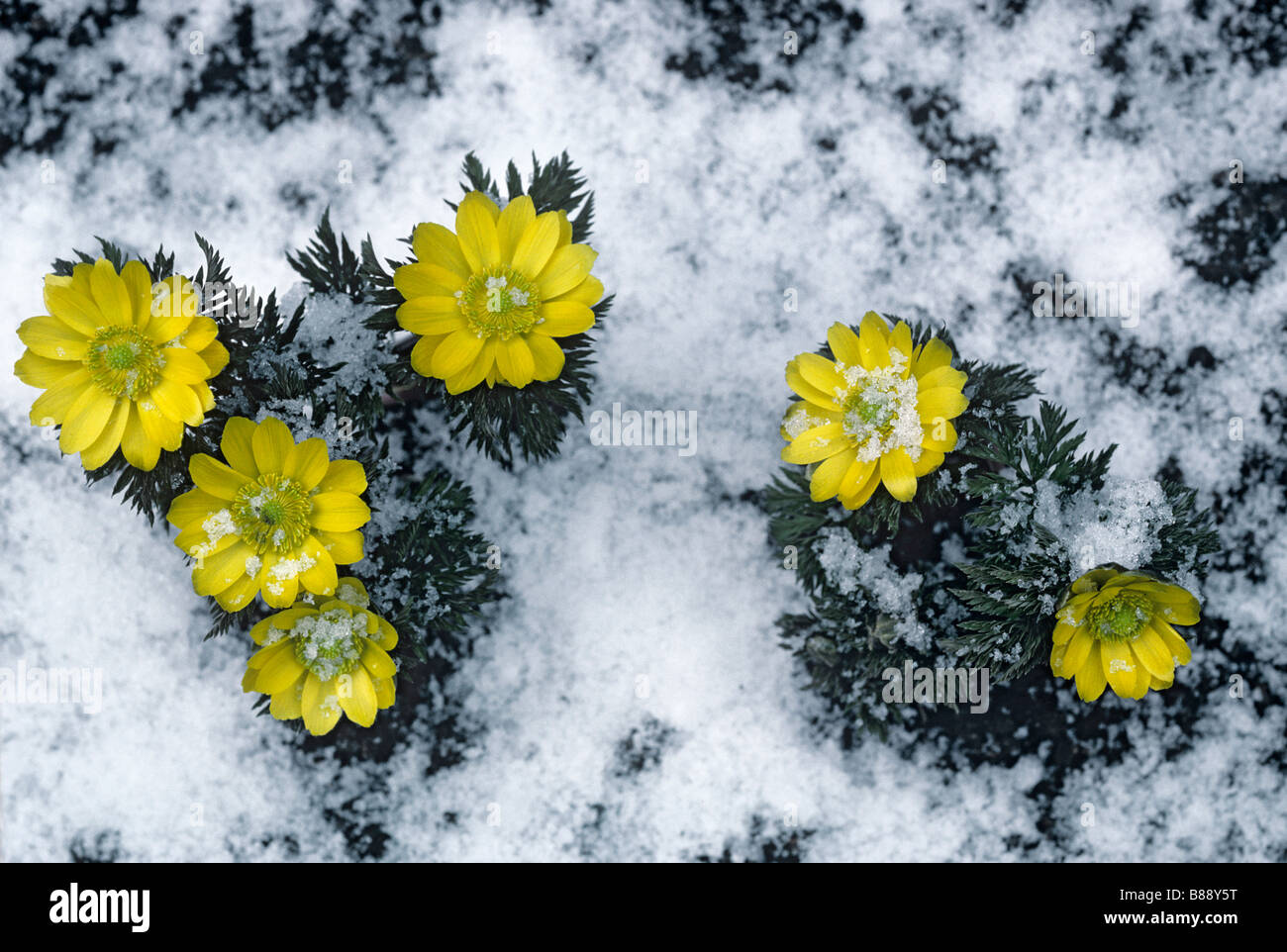 Adonis amurensis fukujakai with snow Stock Photo