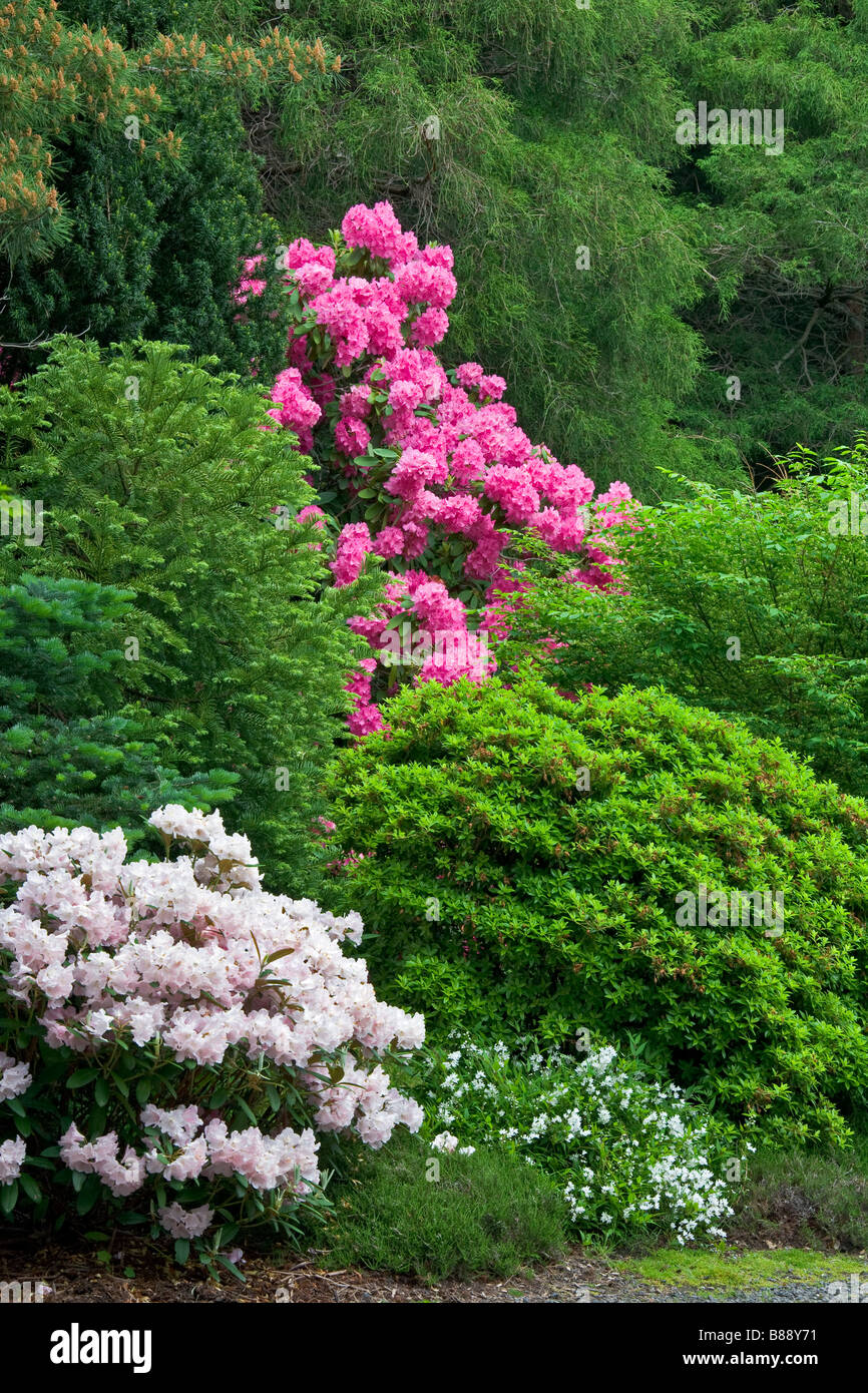 Seattle WA Kubota Garden city park flowering rhododendron amid a forest