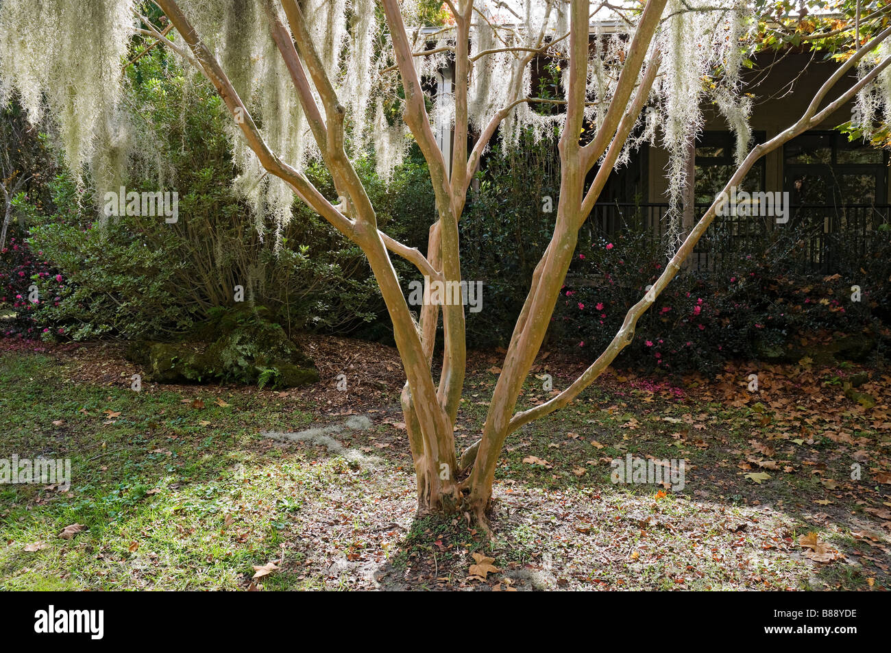 crape myrtle tree Lagerstroemia indica with Spanish moss Tilandsia